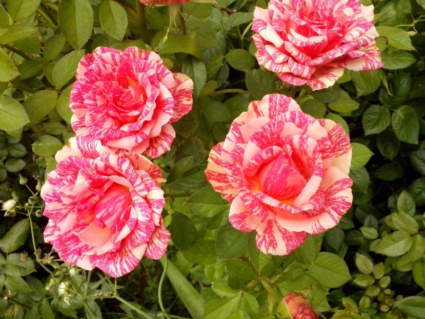 nr 33 - 0 TRANDAFIRI DIMOV 2017