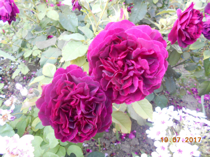  - 4TRANDAFIRI 2017