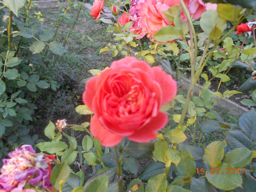  - 4TRANDAFIRI 2017