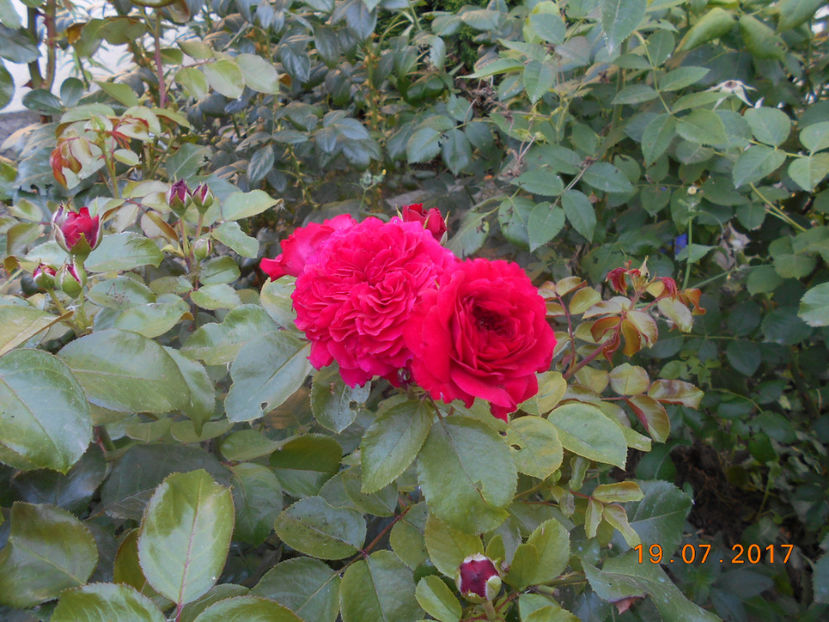  - 4TRANDAFIRI 2017