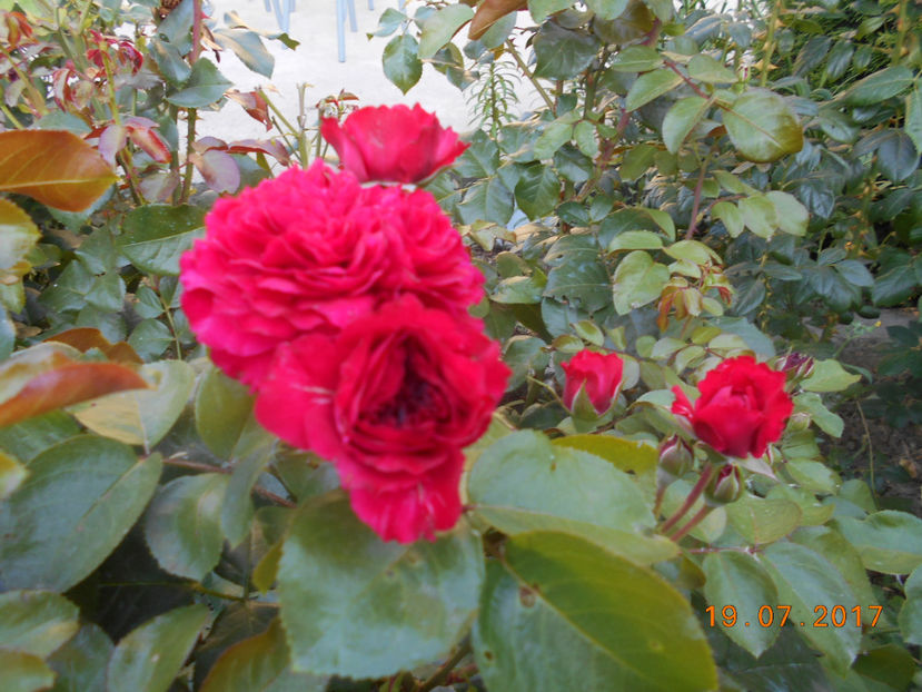  - 4TRANDAFIRI 2017