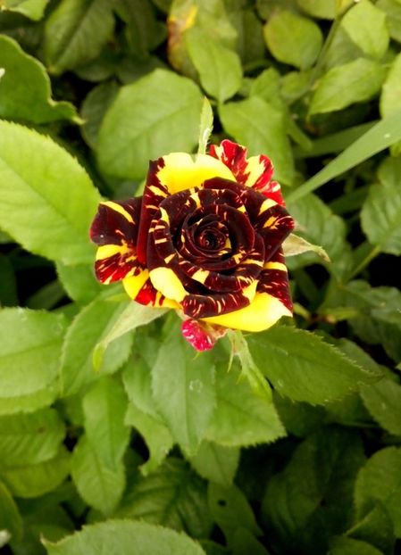 nr 19 - 0 TRANDAFIRI DIMOV 2017