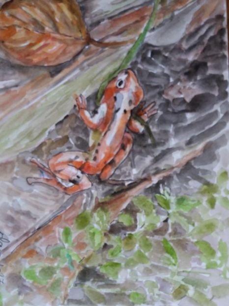  - Picturi in acuarela