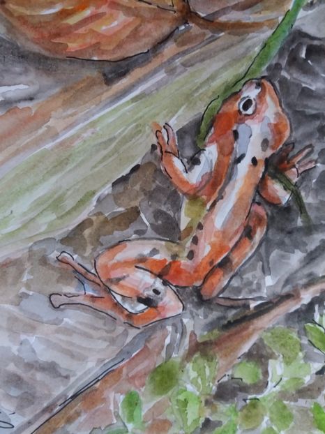  - Picturi in acuarela