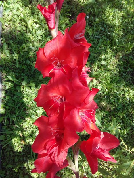  - AAAA_GLADIOLE 2015_2017_2018_2019