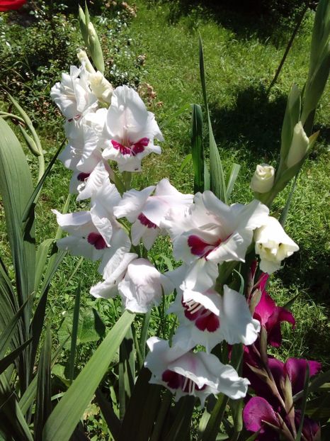  - AAAA_GLADIOLE 2015_2017_2018_2019