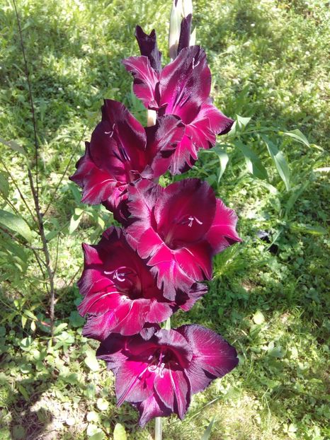  - AAAA_GLADIOLE 2015_2017_2018_2019