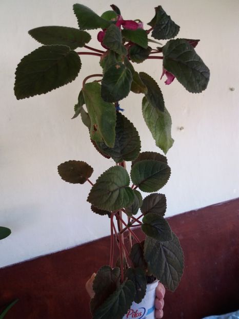 Isa's gorgeous 19iul2017 - Gesneriaceae-Streptocarpusi