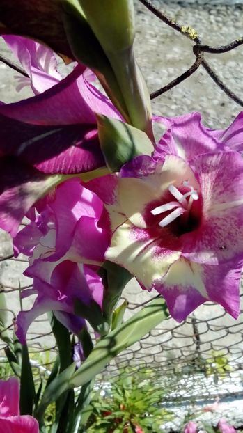 P_20170719_143334 - Gladiole