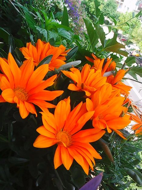 Photo5042 - Balconul meu 2017