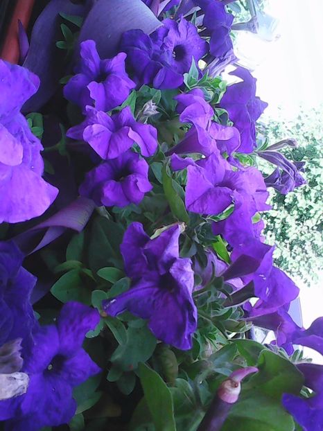 Photo5043 - Balconul meu 2017