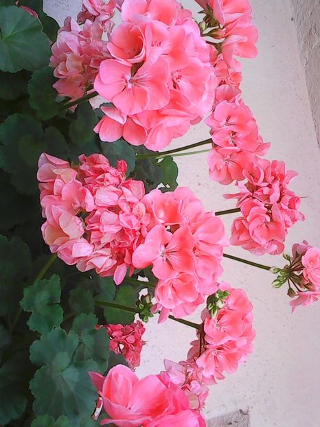 Photo5044 - Balconul meu 2017