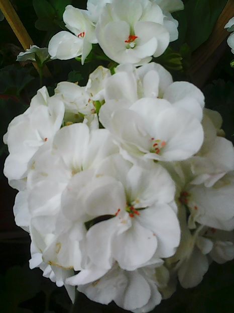 Photo5047 - Balconul meu 2017