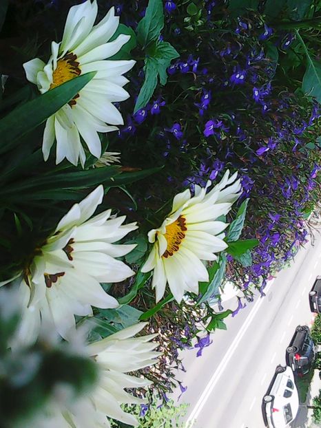 Photo5048 - Balconul meu 2017