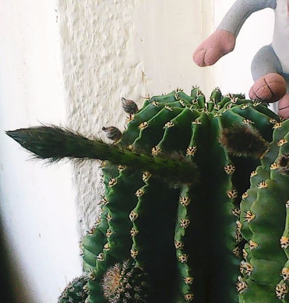 Nuovo_1_Photo5094 - Balconul meu 2017