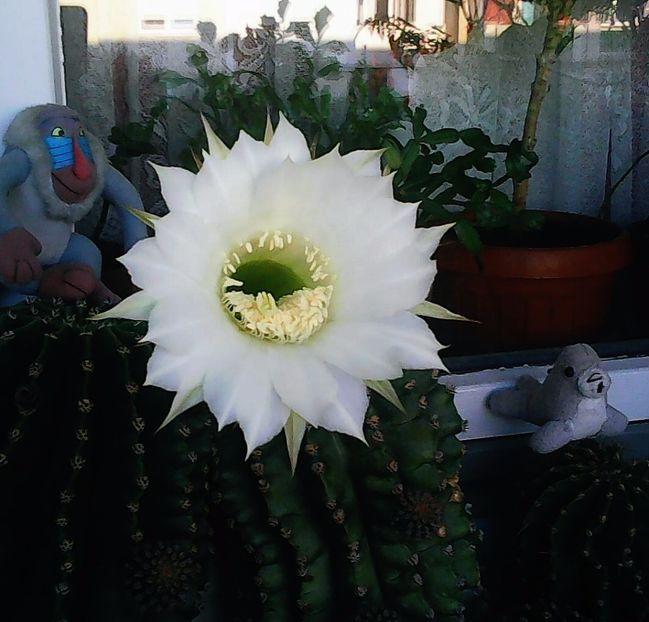 Nuovo_1_Photo5111 - Balconul meu 2017