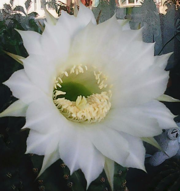 Nuovo_1_Photo5113 - Balconul meu 2017