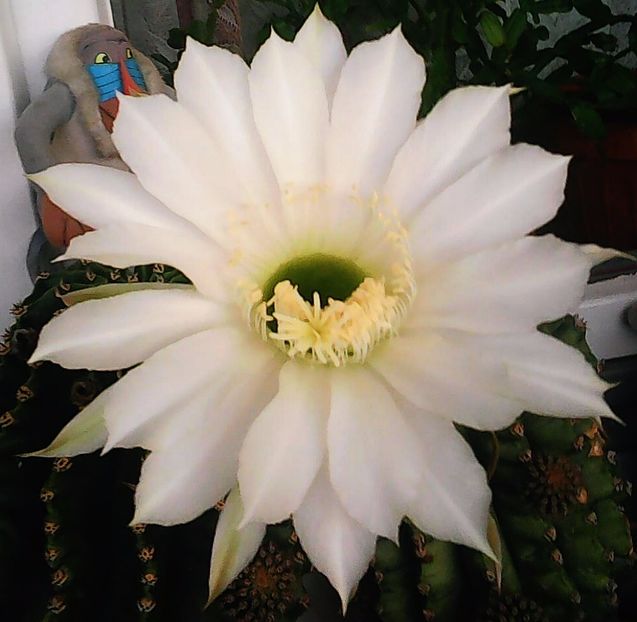 Nuovo_1_Photo5117 - Balconul meu 2017