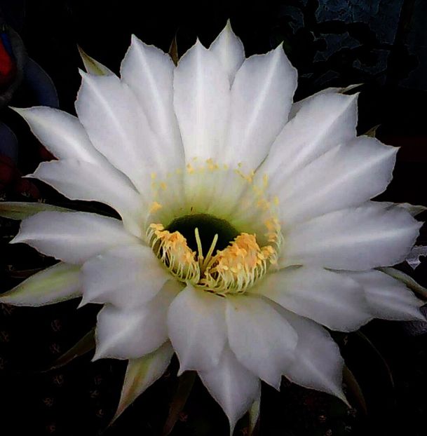 Nuovo_1_Photo5123 - Balconul meu 2017