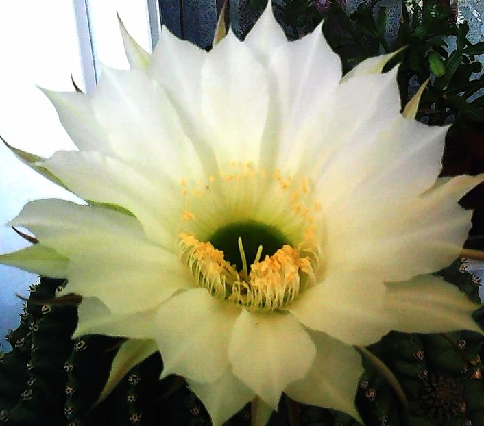 Nuovo_1_Photo5131 - Balconul meu 2017