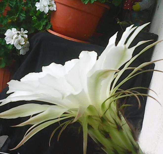 Nuovo_1_Photo5126 - Balconul meu 2017