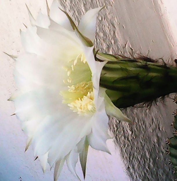 Nuovo_1_Photo5114 - Balconul meu 2017