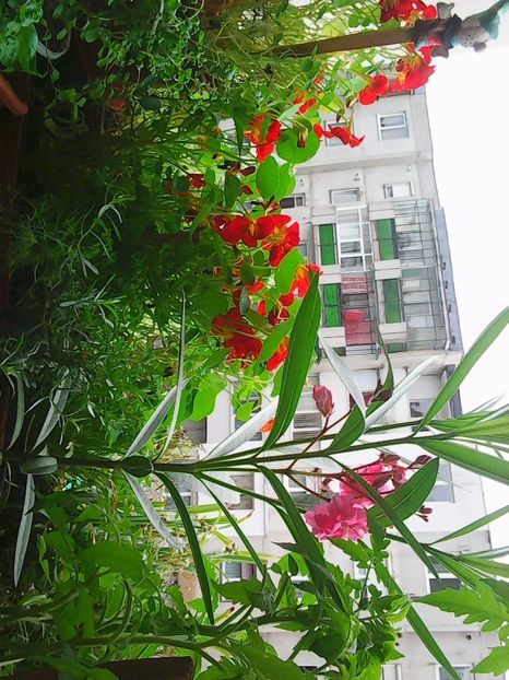 Photo5070 - Balconul meu 2017