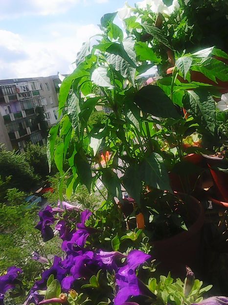 Photo5085 - Balconul meu 2017