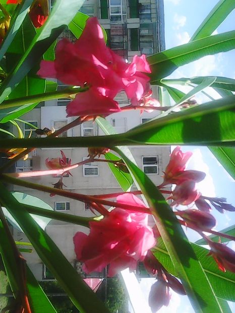 Photo5087 - Balconul meu 2017