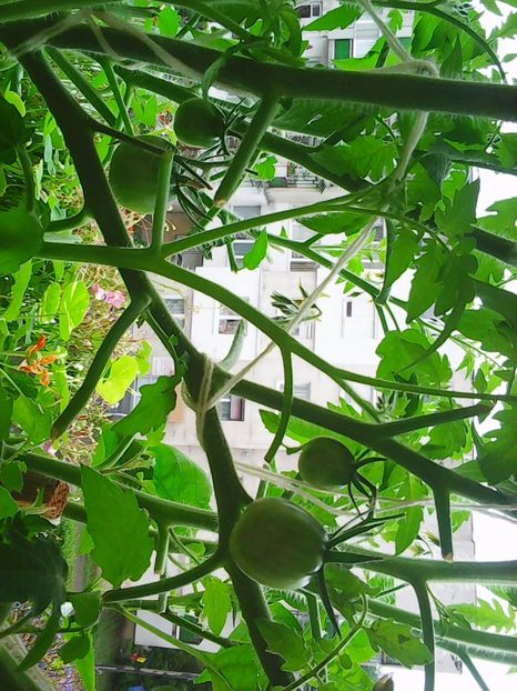 Photo5066 - Balconul meu 2017