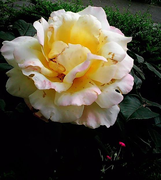 Nuovo_1_Photo5039 - Gradinuta mea