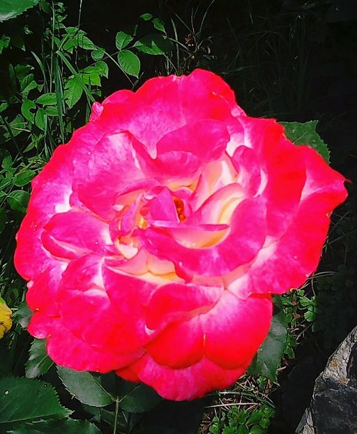 Nuovo_1_Photo5062 - Gradinuta mea