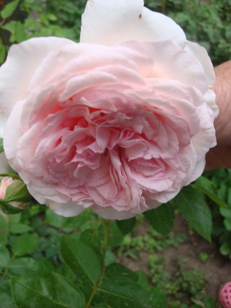  - Alexandra Princesse de Luxembourg