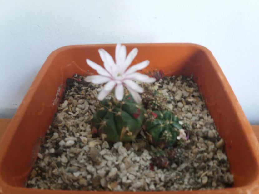  - Florile mele iulie 2017