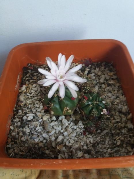  - Florile mele iulie 2017