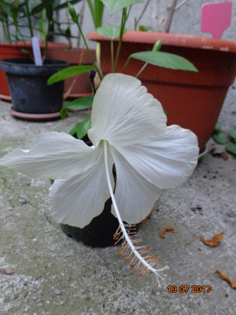  - Fijian Hibiscus - Dainty White