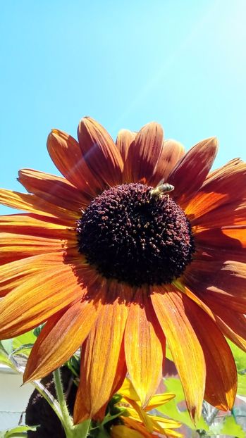 P_20170719_143447 - Imagini din natura