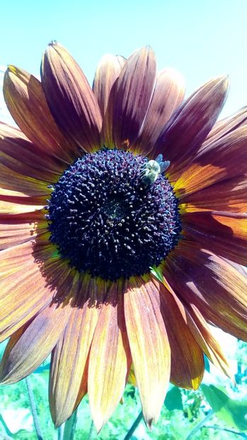 P_20170719_143440 - Imagini din natura