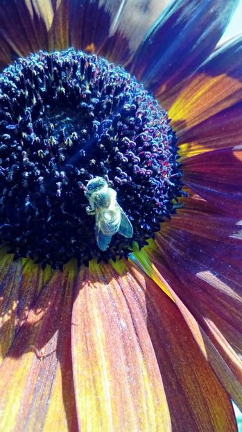 P_20170719_143517 - Imagini din natura