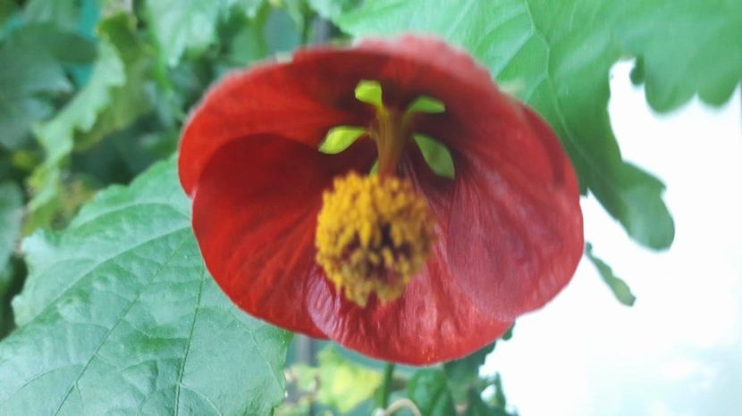  - ABUTILON 2017