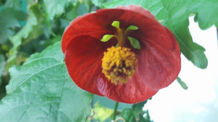  - ABUTILON 2017