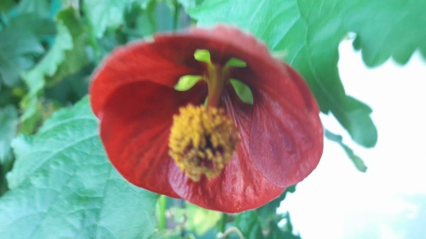  - ABUTILON 2017