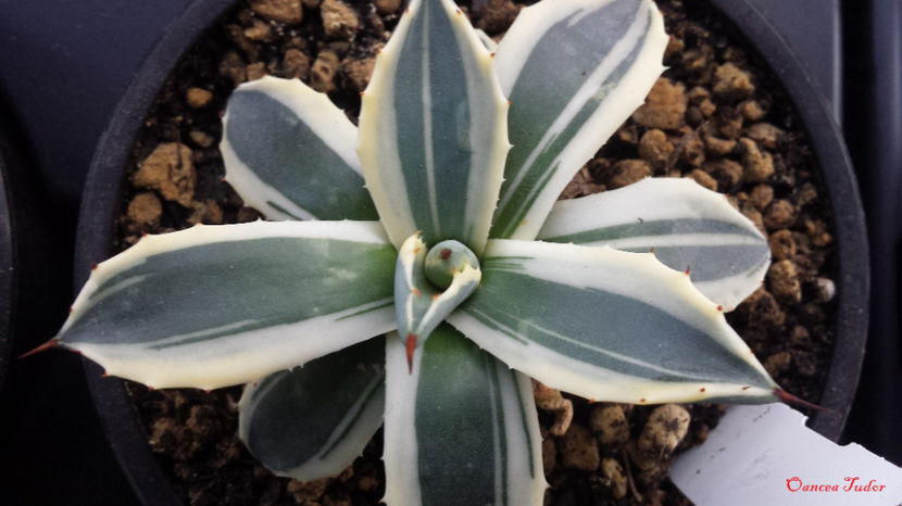 Agave Applanata Cream Spike - Agave Applanata