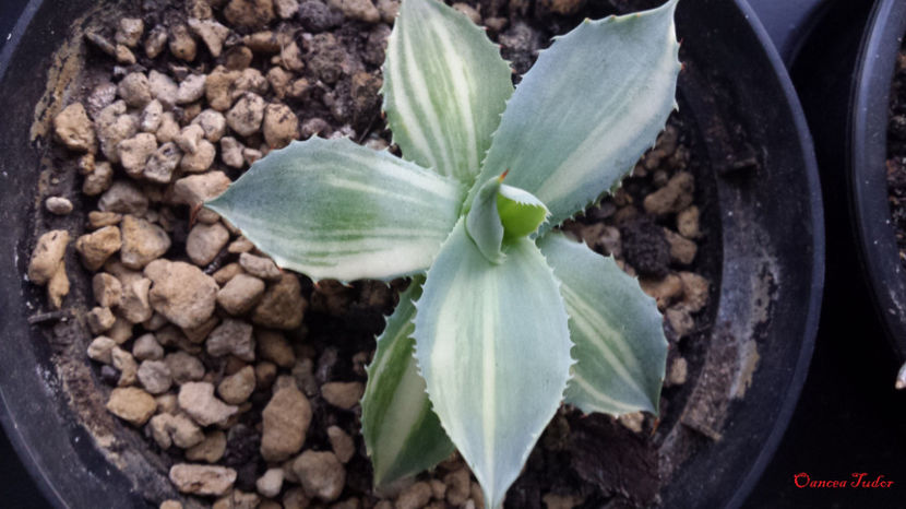 Agave Isthmensis Variegated - Agave Isthmensis