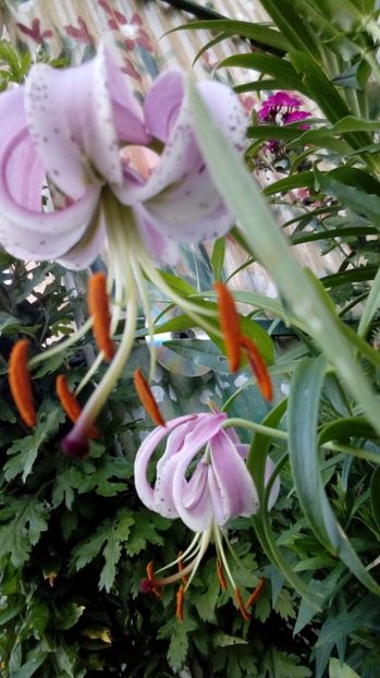 P_20170718_205222_BF - Crini