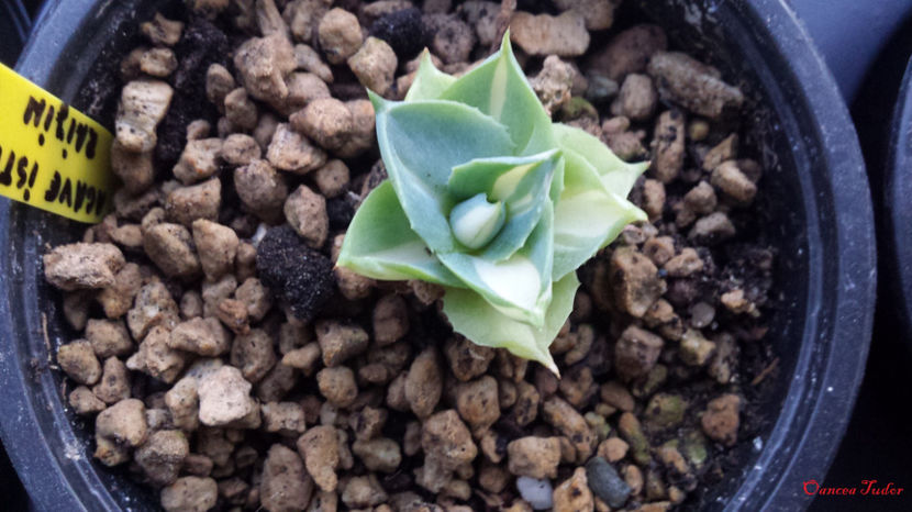 Agave isthmensis Ohi Raijin Yellow Variegata (Ki Nakafu) - Agave Isthmensis