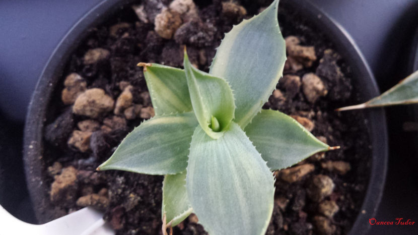Agave Isthmensis Variegated - Agave Isthmensis