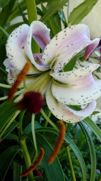 P_20170719_142519_BF - Crini