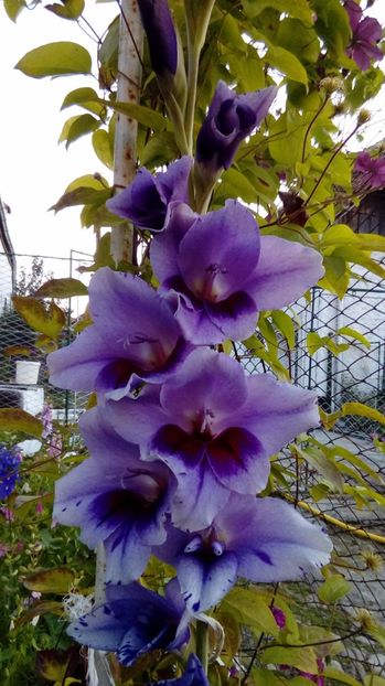 P_20170718_203435_BF - Gladiole