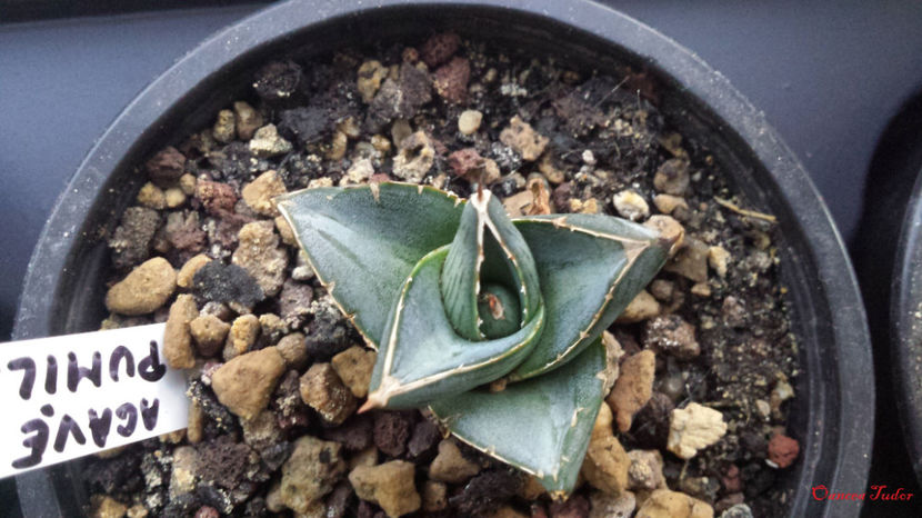 Agave Pumila - Agave Pumila _victoriae-reginae x lechuguilla